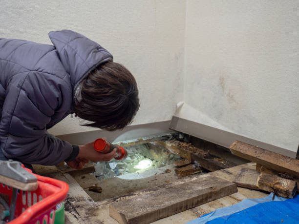 Best Comprehensive Air Testing for Mold Contaminants  in Blue Island, IL