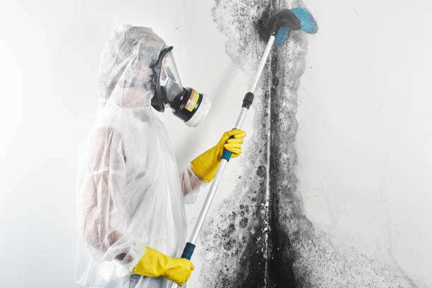 Environmental Consulting for Mold Prevention in Blue Island, IL