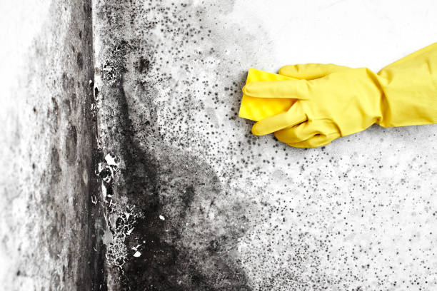 Best Mold Removal for HVAC Installations  in Blue Island, IL