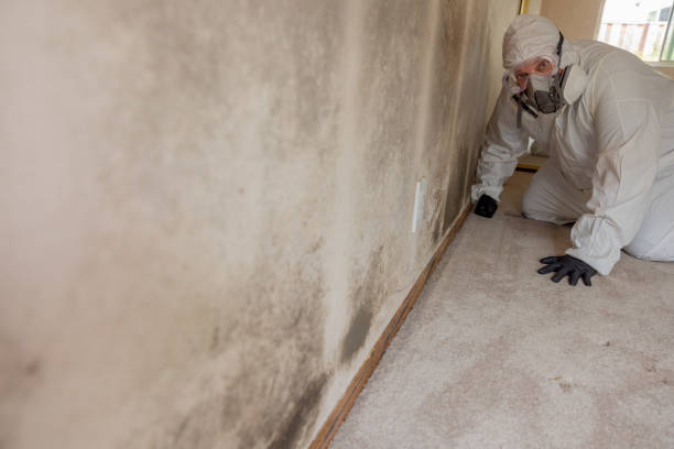 Best Airborne Mold Testing  in Blue Island, IL